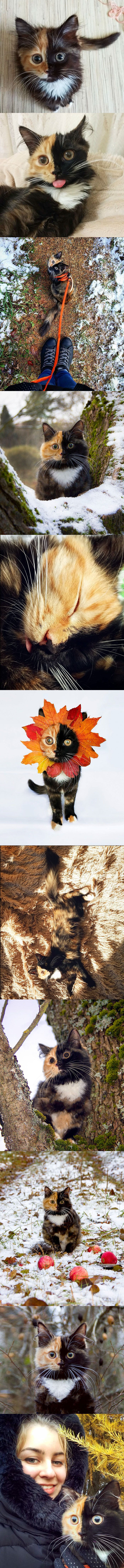 Upoznajte Yanu - posebnu macu s dva lica 