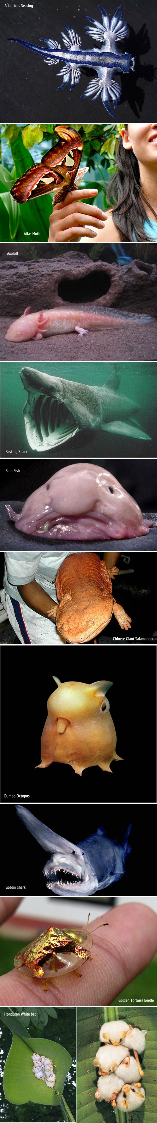 Životinje da ti pamet stane: Život dolazi u čudnim oblicima