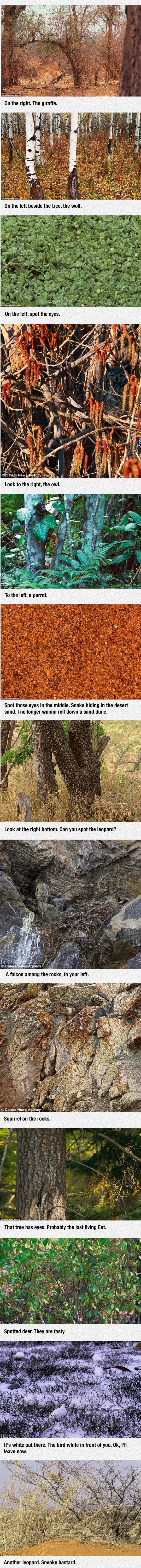 Većina ljudi ne može uočiti životinje na ovim fotografijama