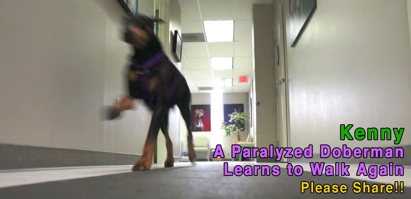 VIDEO: Spašen paraliziran, nakon 6mj ponovno prohodao