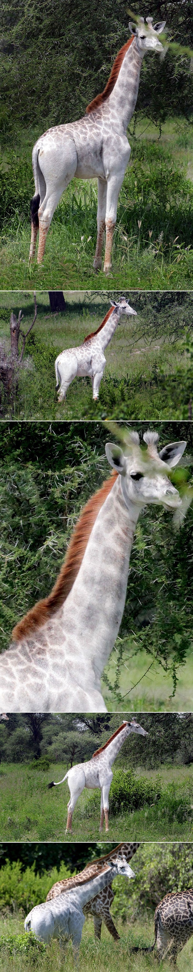 Žirafa alternativka jedina je na svijetu!