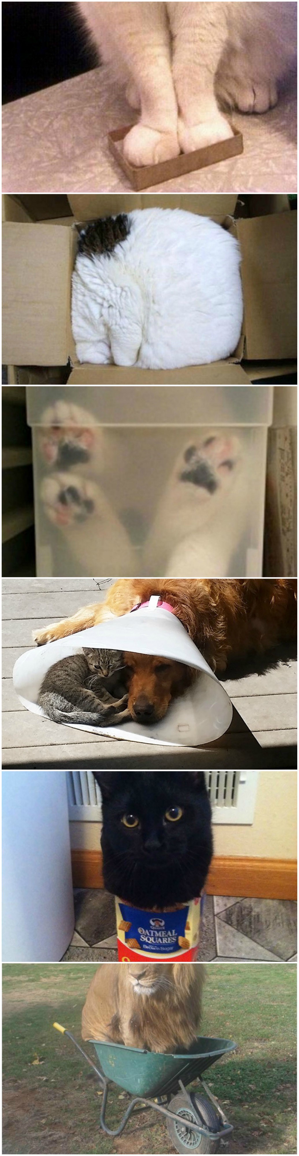 Svakom vlasniku mačaka, ove situacije su vrlo poznate