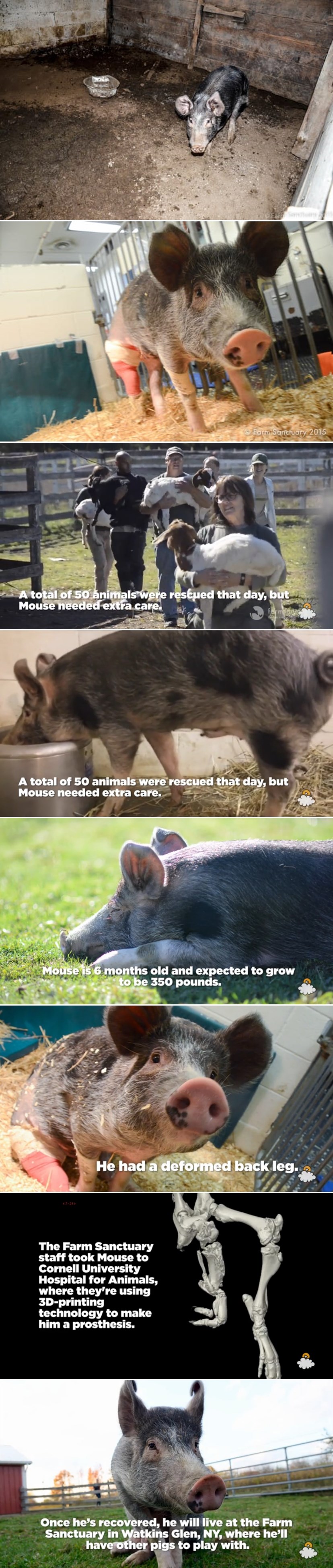 Zlostavljani praščić spašen iz pakla, dobio priliku za novi, sretniji život