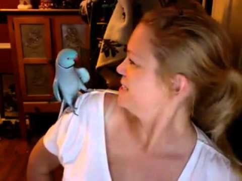 Papigica joj sjela na rame i provalila foru stoljeća!