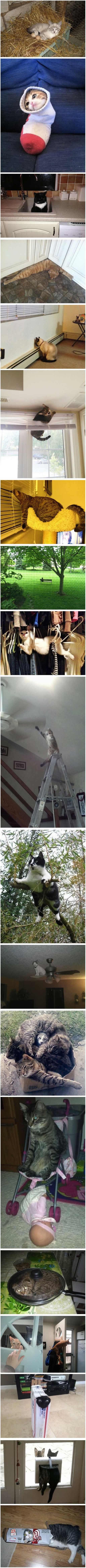 Mačke na nemogućim mjestima