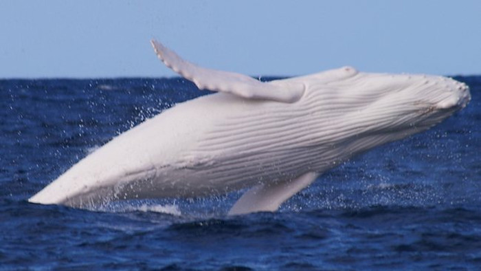 Jedan od najrjeđih prizora: Albino kit