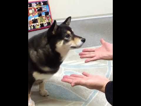 VIDEO Začuđeni pas nikako nije mogao shvatiti ovaj trik, očajnički je pokušavao doći do poslastice!