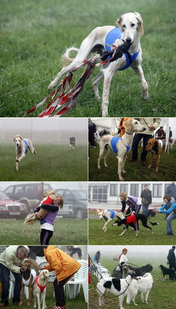 Hrtovi uživaju u trku