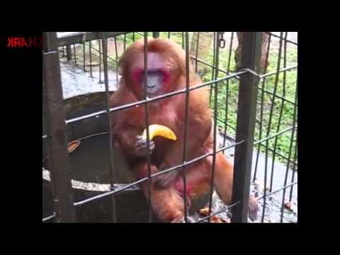 Ovaj proždrljivi majmun koji tamani banane će vas uništiti od smijeha!