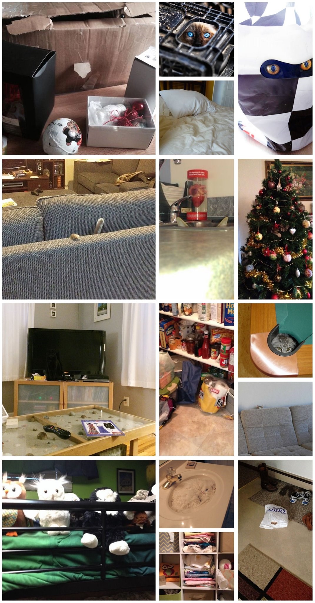 Majstori kamuflaže - pogledajte kako se mačke skrivaju na neobičnim mjestima