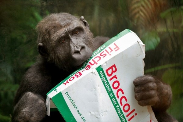 Majmun prosvjeduje protiv povrća: I karton bolji od brokule