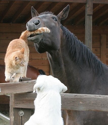 Konj odlučio pročačkati zube mačkinim repom