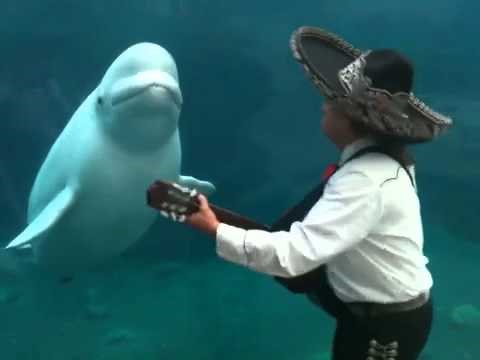 VIDEO: Beluga kit zaplesao na mariachi bend!