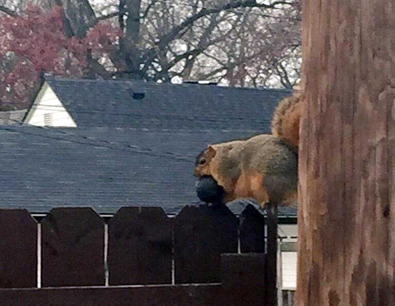 Fotkom uhvaćena mrcinska debela vjeverica koja krade cijeli avokado!