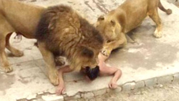 VIDEO Mladić se bacio u lavlju nastambu i čekao da ga pojedu, bio je uvjeren da je svetac!
