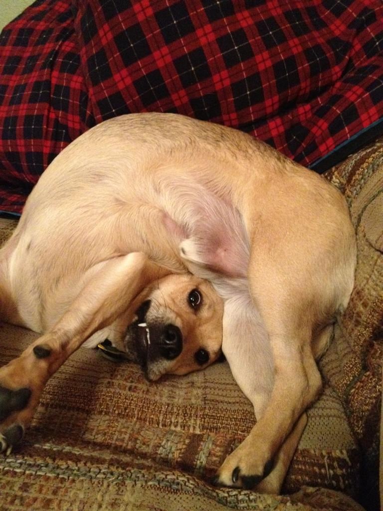 Mutavi, al ih volimo: Pas se sfrkao ko perec i ne zna natrag