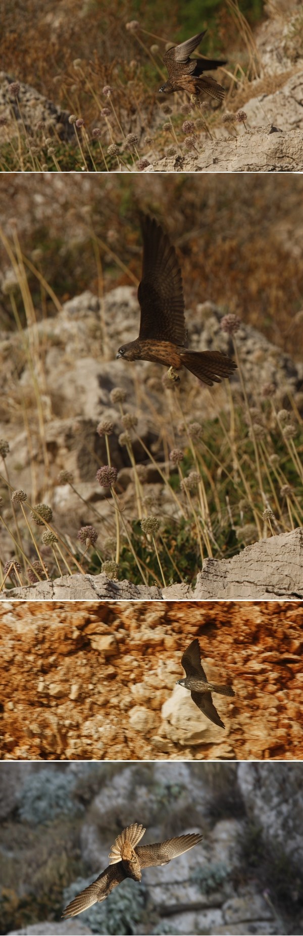 Bogatstvo faune Lijepe naše: Eleonorin sokol uživa u letu