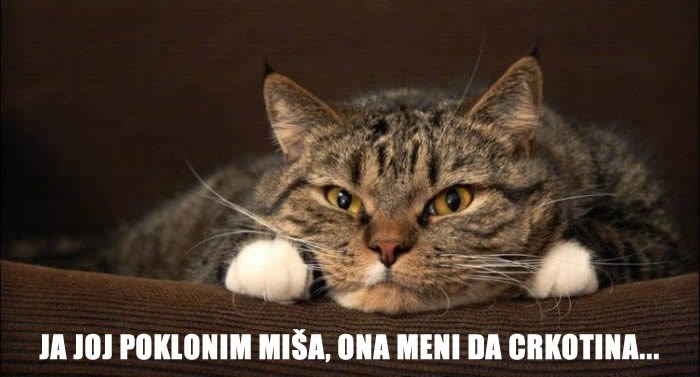 Mačka treba slugu, a ne gospodara