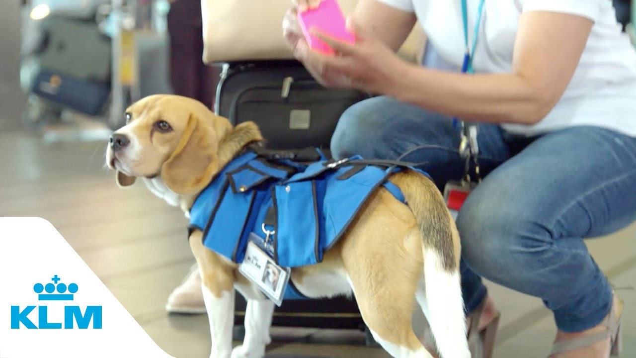 mali junak koji je usrećio bezbroj ljudi i vratio im osmijeh na lica..KLM Lost & Found service..video