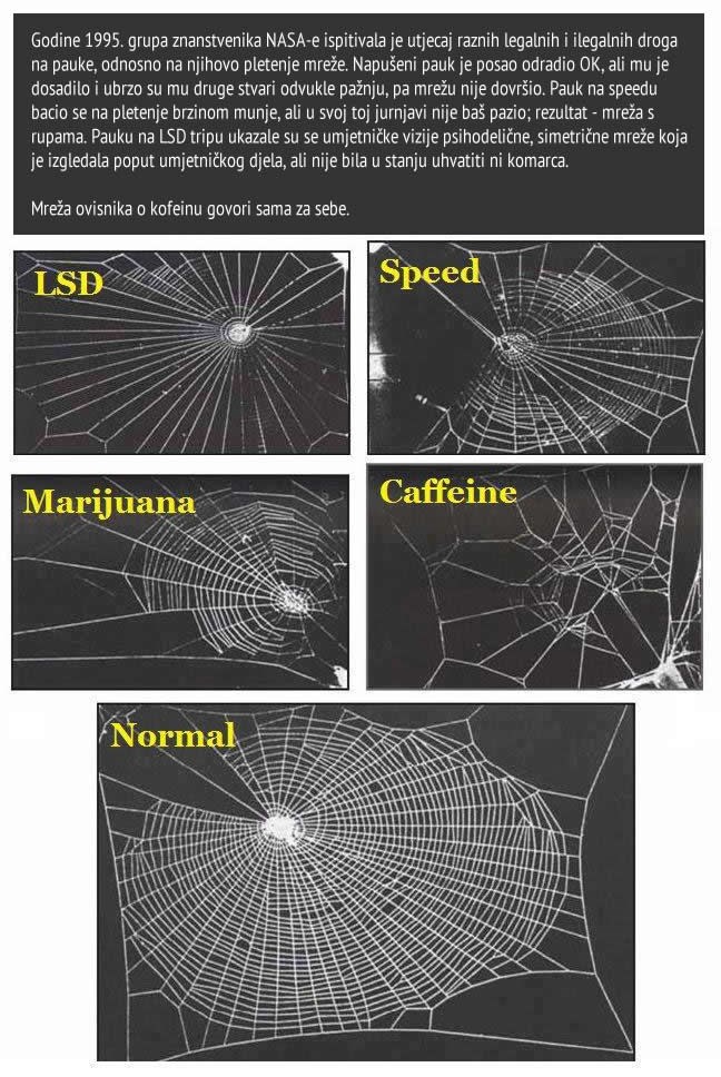 Kakvu mrežu plete pauk na drogama?