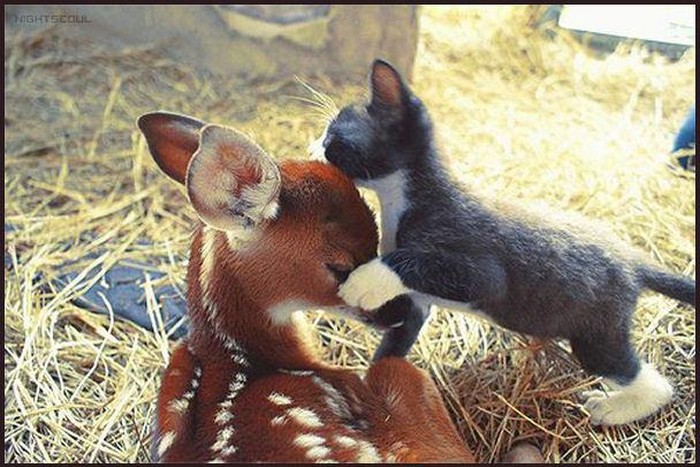 Maca i Bambi nerazdvojni od malih nogu