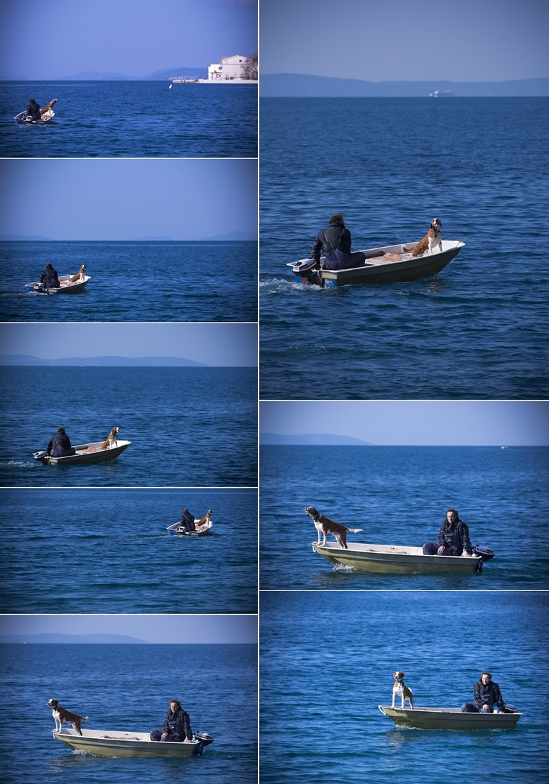 Pas uživa u vožnji plavim Jadranom