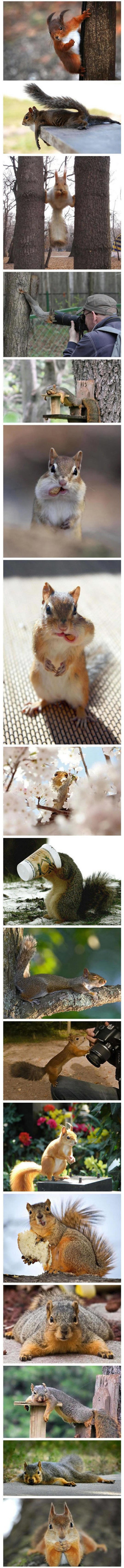 Vjeverice su zapravo lijene i proždrljive