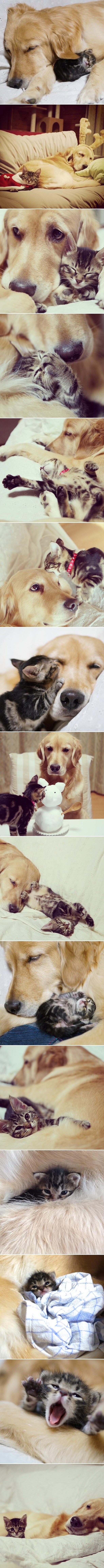 Galerija dobrote: Zlatni retriver spasio napuštenu macu