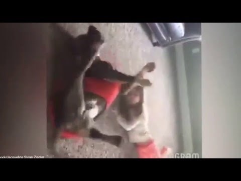 Razigrani pas pokušava kopirati akrobacije ove djevojčice i ide mu!