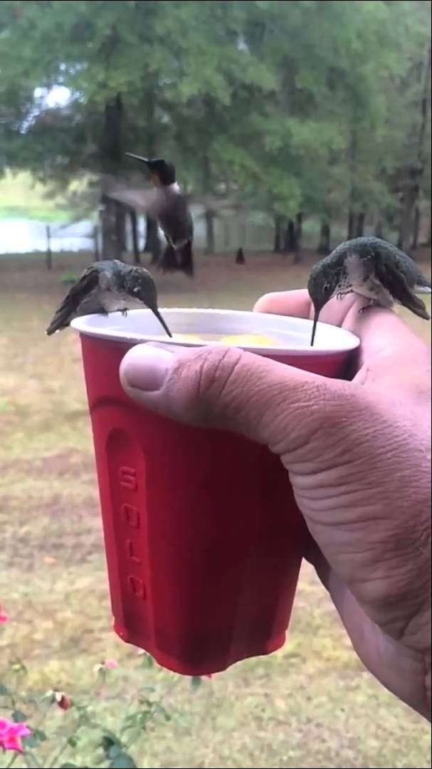 ČAVRLJANJE S PRIRODOM: Šetao parkom i pijuckao, kad su ga posjetila tri prekrasna malena gosta