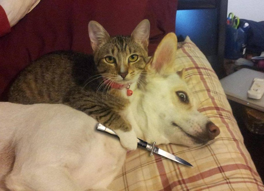 Mački dojadila hrana, želi pseću, sad i odmah!