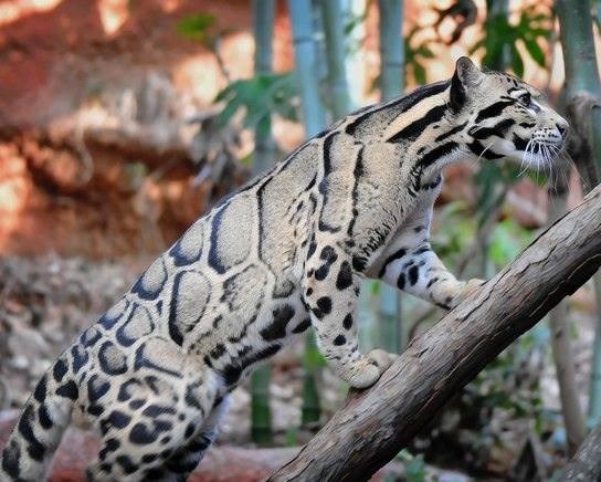 Prepoznajete li ovu "mačku"?