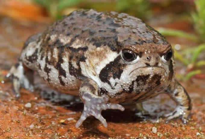 Mrgud-žabo, nećeš daleko u životu s takvim stavom