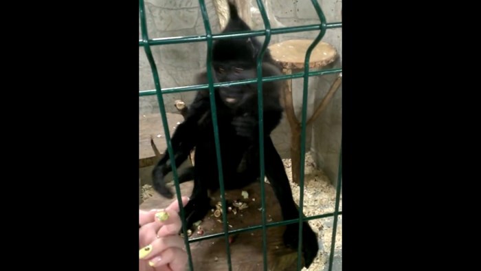 VIDEO Lukavi majmun ukrao mobitel pa iz kaveza snimao ljude koji su ga gledali!