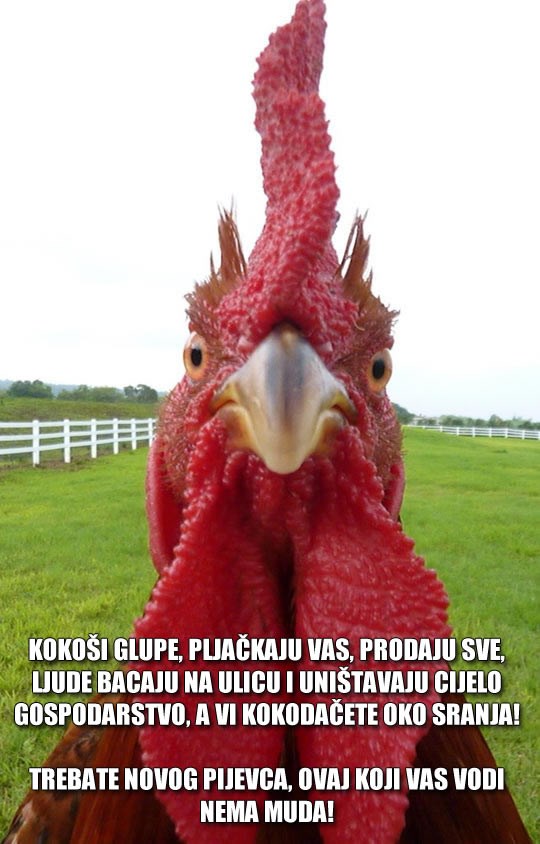 Dok mi kokodačemo, vukovi skupljaju polarne medvjede