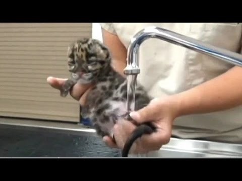 Video: Beba leopardić gušta u kupanju