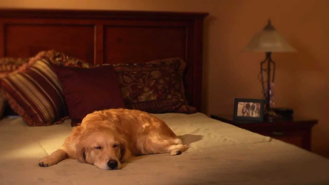 Videofon za kućne ljubimce kojim ih zovete kad ste na poslu izbacuje čak i keksiće!