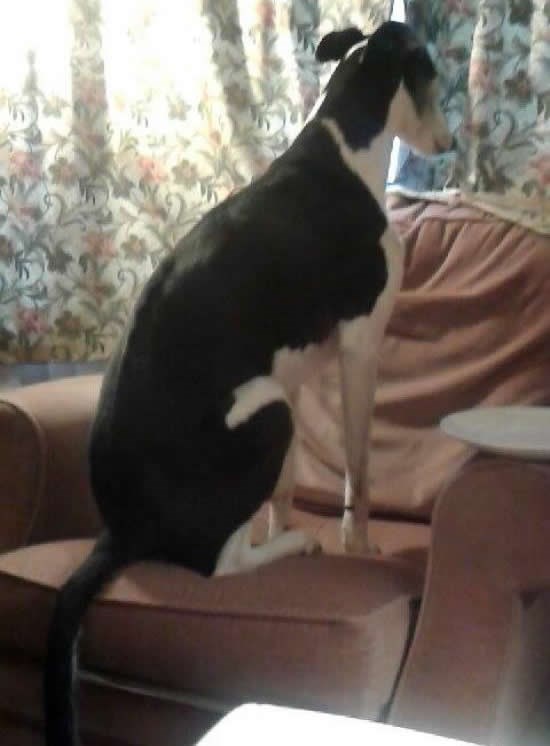 Duri se jer nije dobio komad pizze