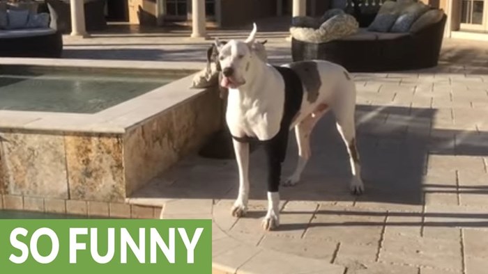 VIDEO Nije mu dala da skoči u bazen, on joj je jasno dao do znanja da je najnezadovoljniji pas na svijetu!