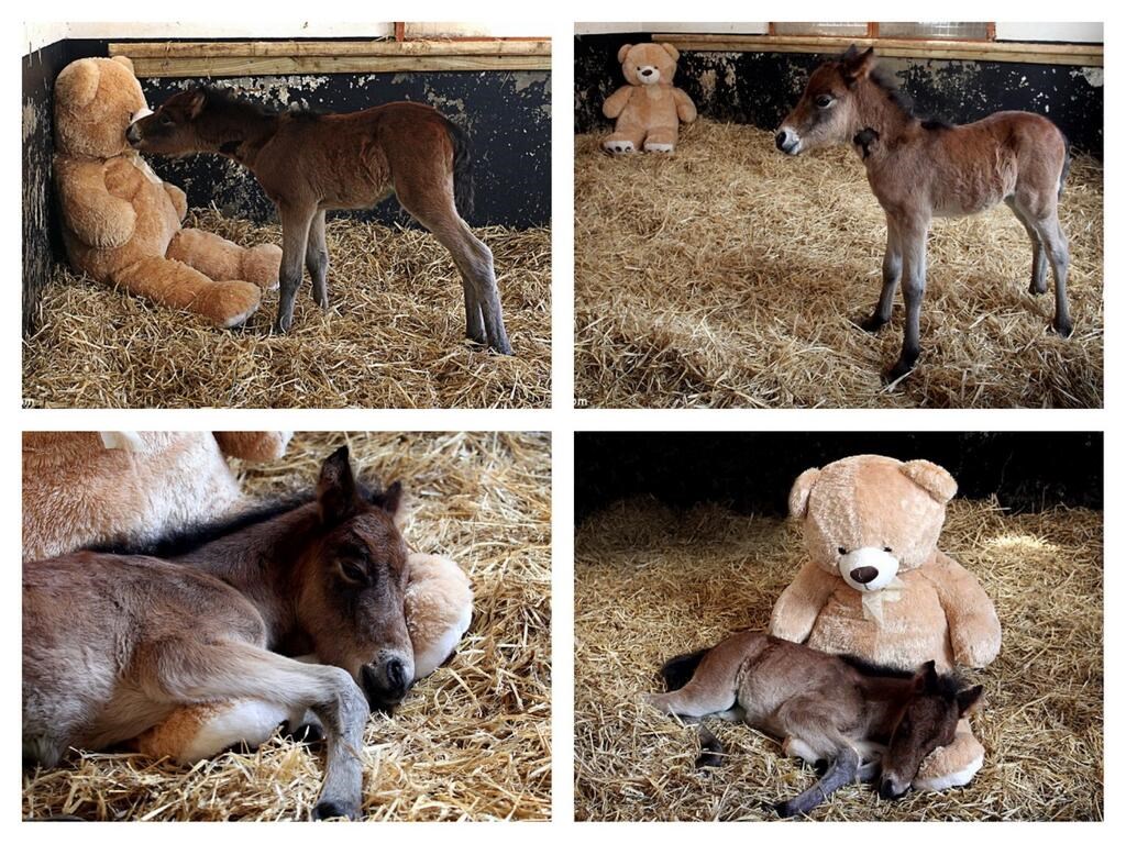 Usamljeni konjić jako zavolio svog novog medu