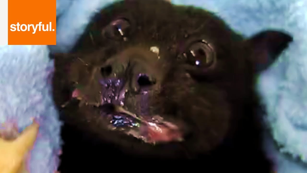 VIDEO: Presladak je i obožava banane. Znate li koja je to životinjica?