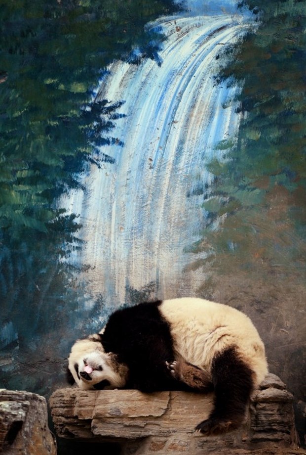 Usnuli panda se izvalio na stijeni