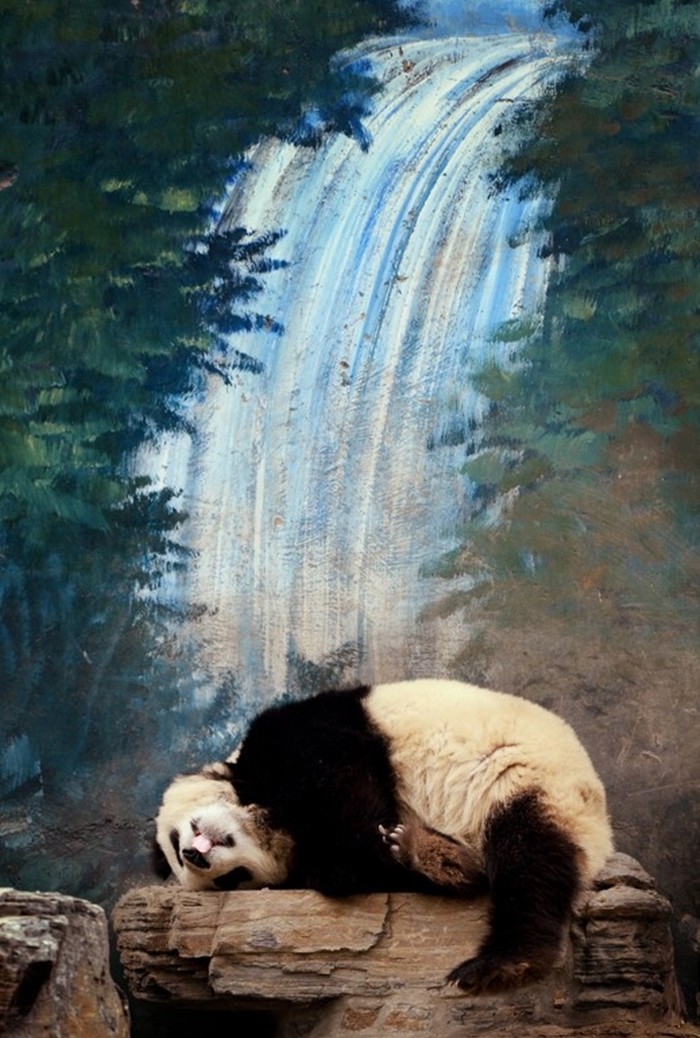 Usnuli panda se izvalio na stijeni