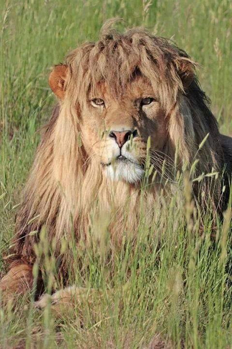 I lavovi imaju "bad hair day"