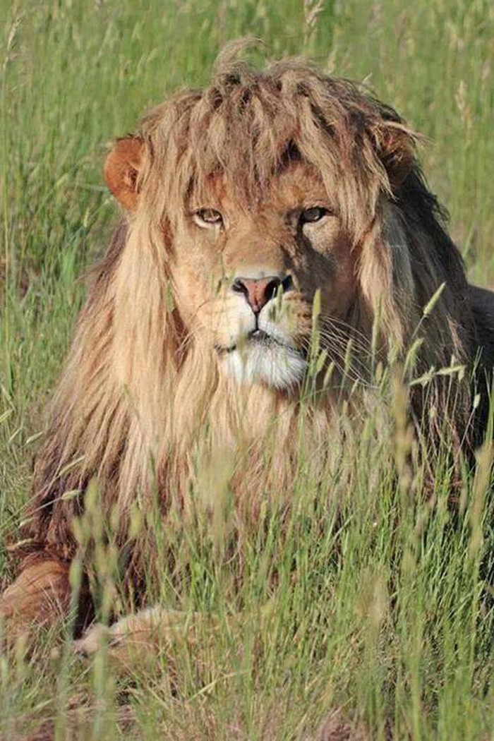 I lavovi imaju "bad hair day"