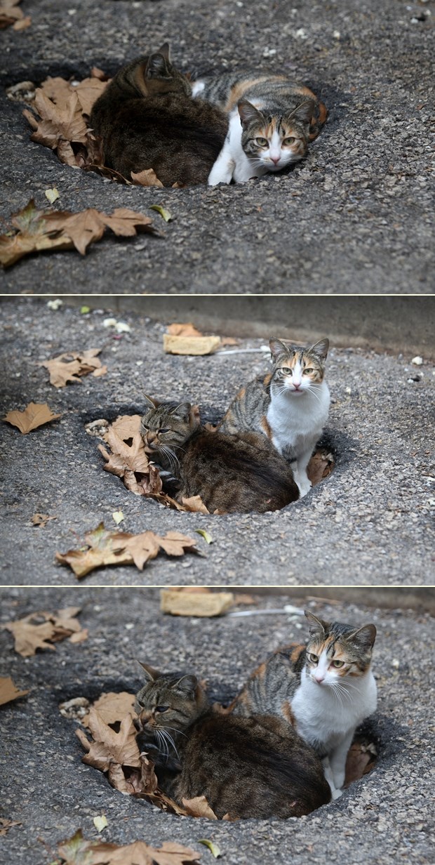 Zahladilo je, napuštene mace se griju u rupi s lišćem