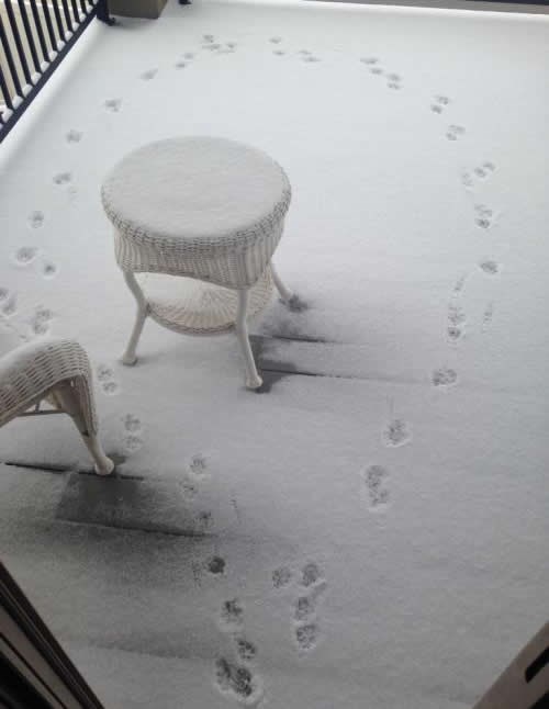 Kako ti pas kaže da je vani hladno