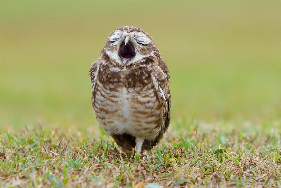 Slavni "operni pjevač" sova "pjeva" na šumskom "festivalu"