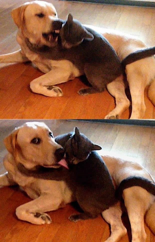 Kad pas skuži da ga gledaš