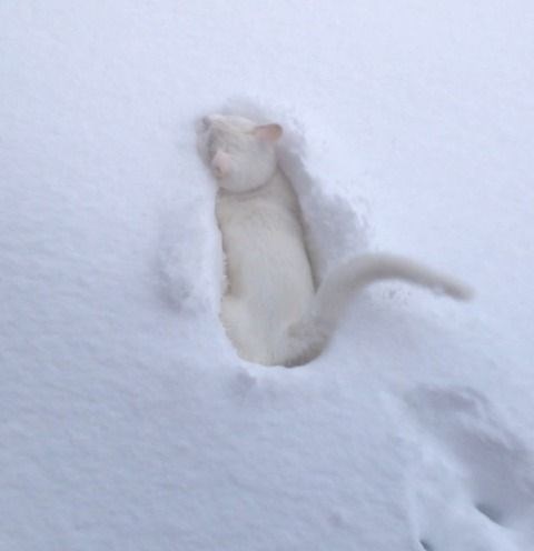 Snježna mačka u "nemogućoj misiji"